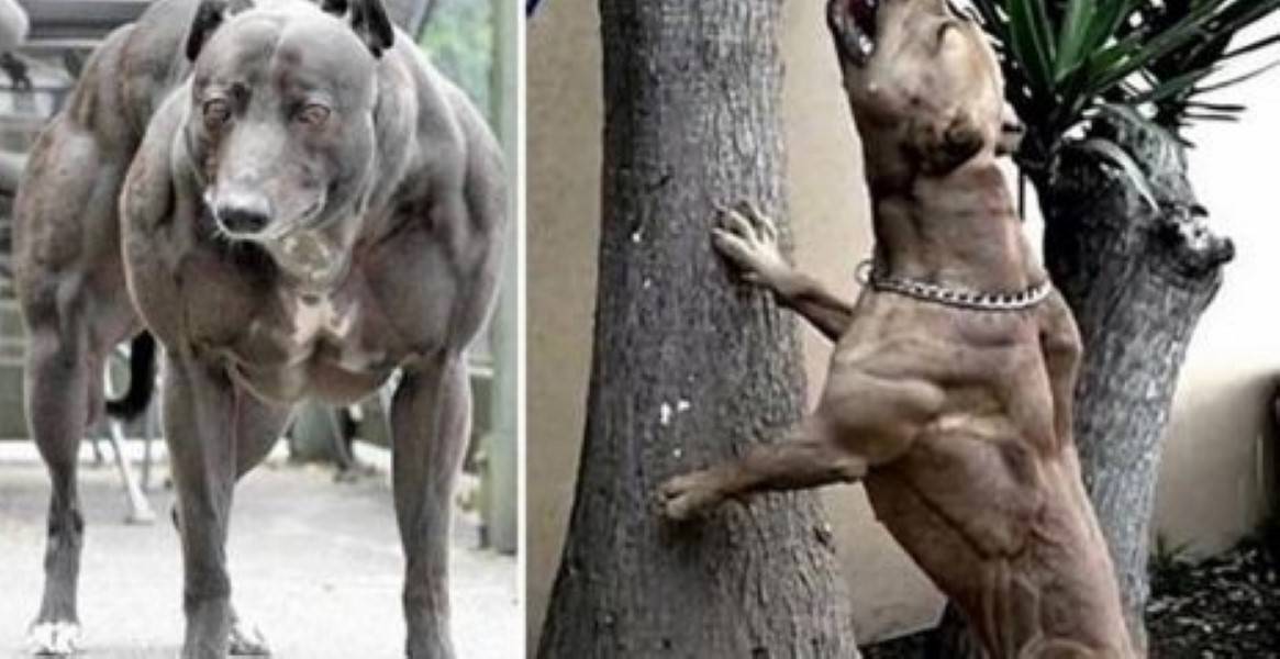 Почему гориллы такие сильные и мускулистые без тренировок?