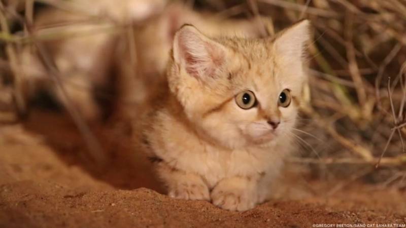 Азиатская леопардовая кошка
