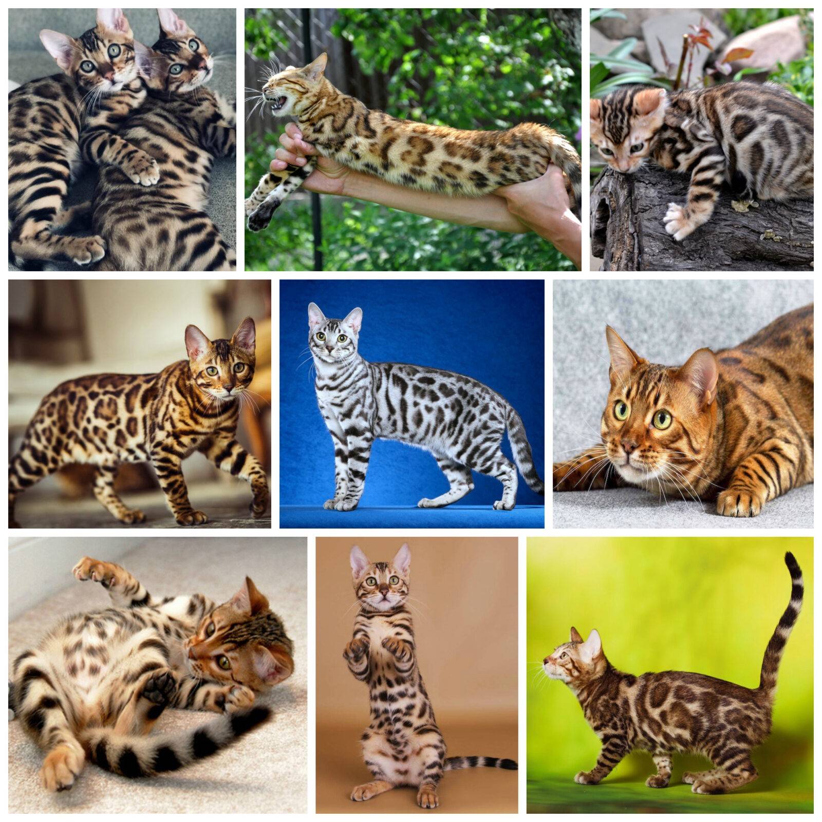 Бенгальская кошка: фото, цена, описание породы, отзывы и характер