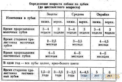 Как по зубам определить возраст собаки