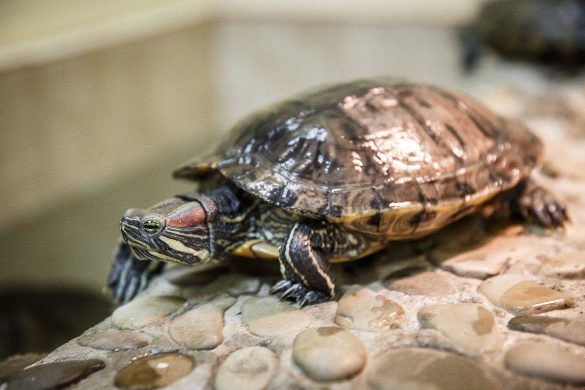 Сколько живут черепахи в домашних условиях