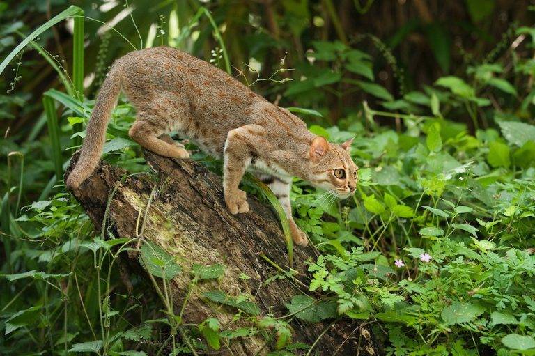 Подробное описание и образ жизни дикого лесного кота
