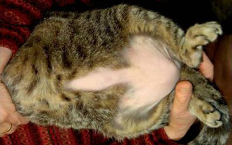 У кошки выпадает шерсть – возможные причины и методы лечения.
