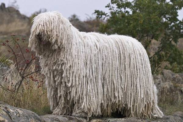 Комондор (венгерская овчарка): подробное описание породы с фото
