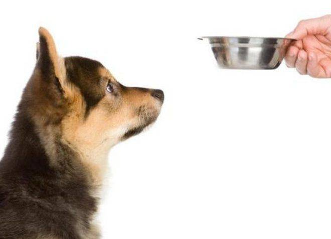 Почему у собак бывает рвота после еды?