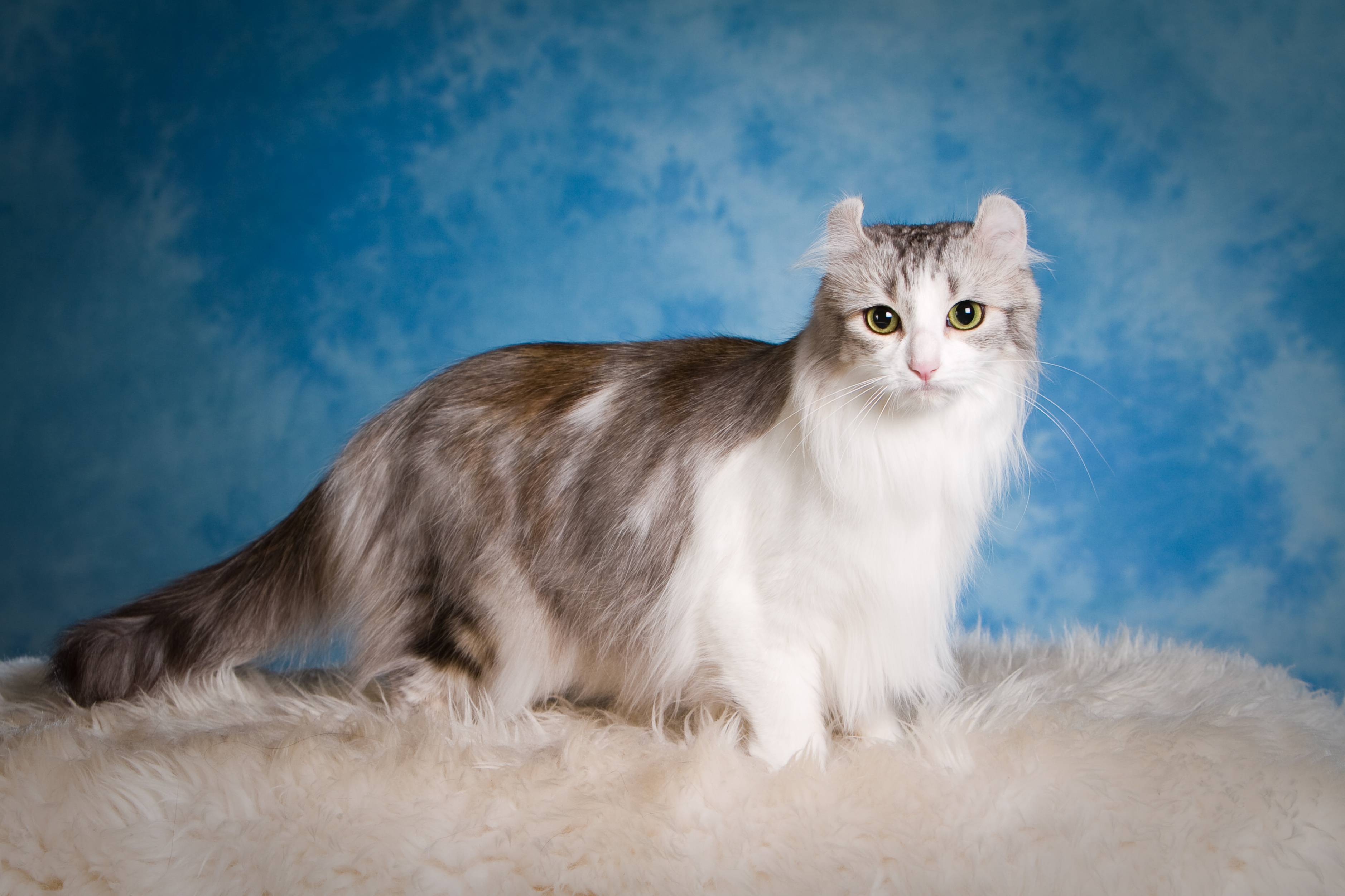 Американский керл: все о кошке, фото, описание породы, характер, цена