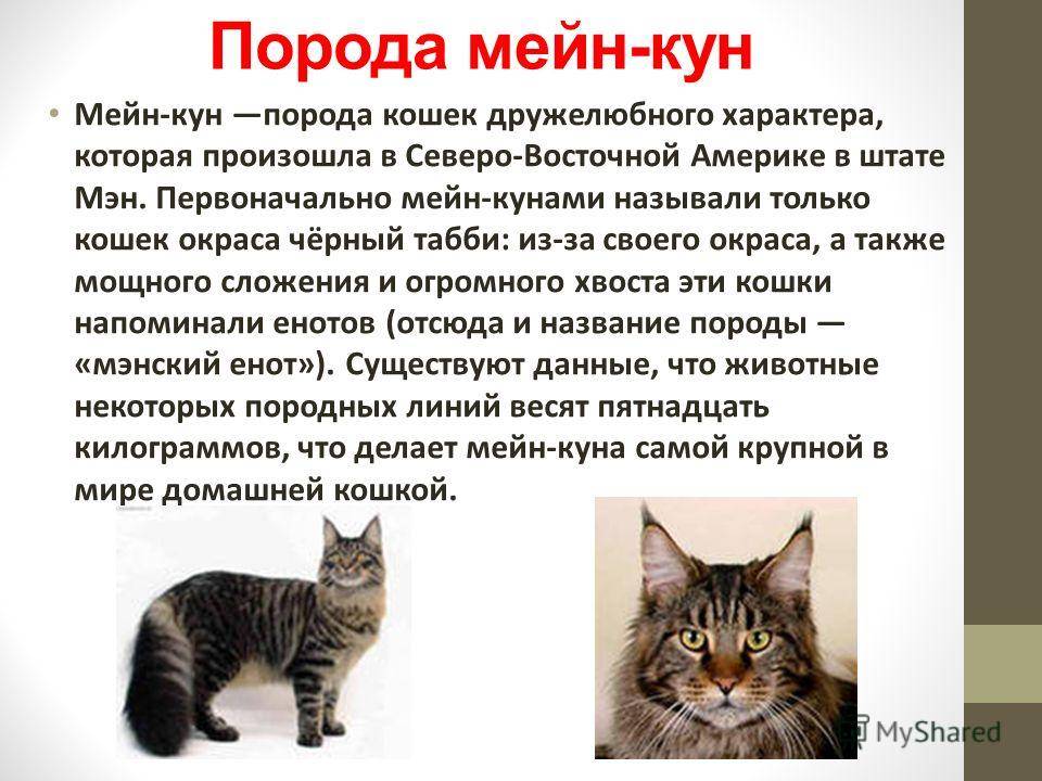 Немного фактов о мэнской енотовидной породе кошек