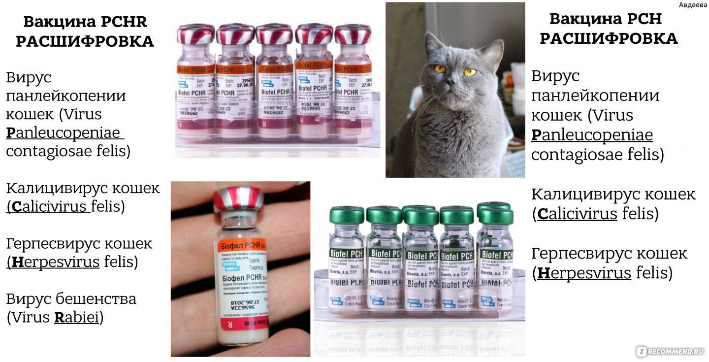 Вакцинация кошек, котят цена в минске – комплексные прививки коту