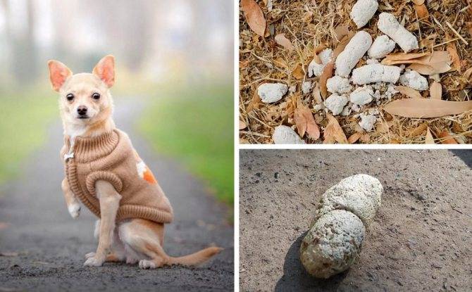 Причины поедания щенками камней и земли на улице: как реагировать хозяину