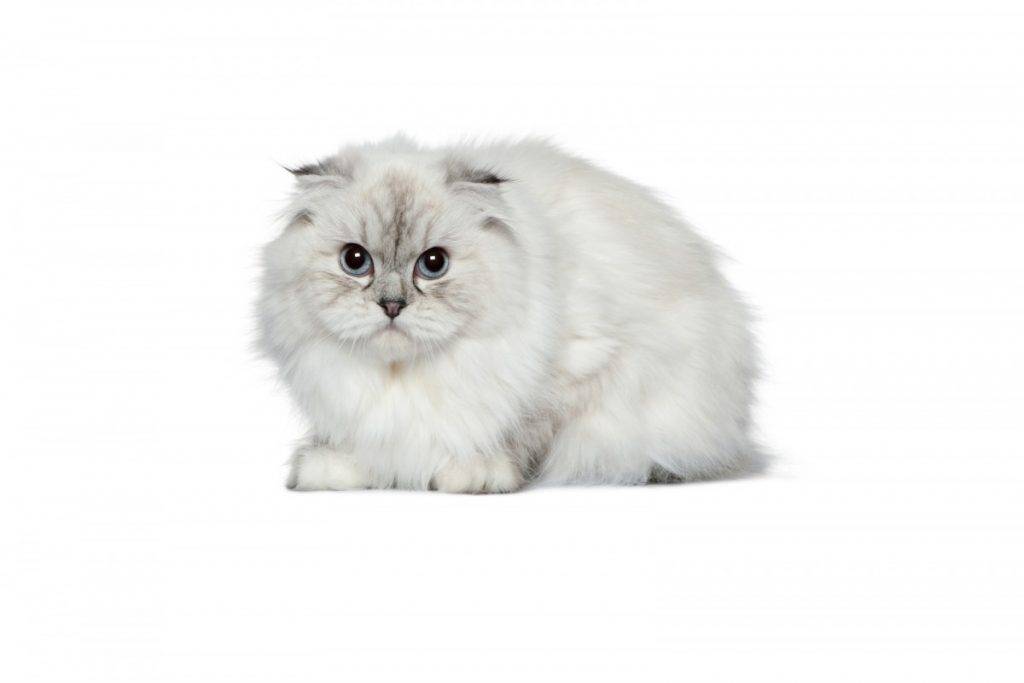 Хайленд Фолд: кошки и коты