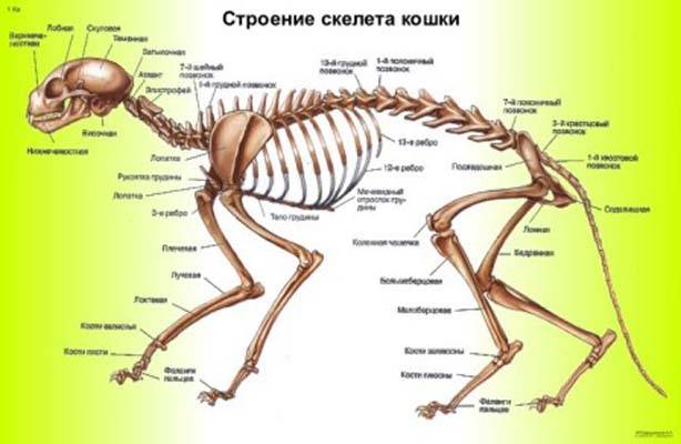 Строения скелета кошки