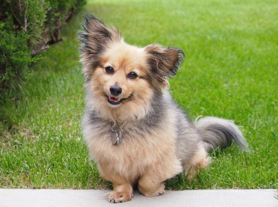 Помчи: описание дизайнерской породы собак с фото и видео