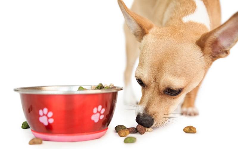 Кормление собак натуральной естественной пищей: таблица рациона, меню на неделю и на каждый день, натуральное питание для крупных собак и щенков