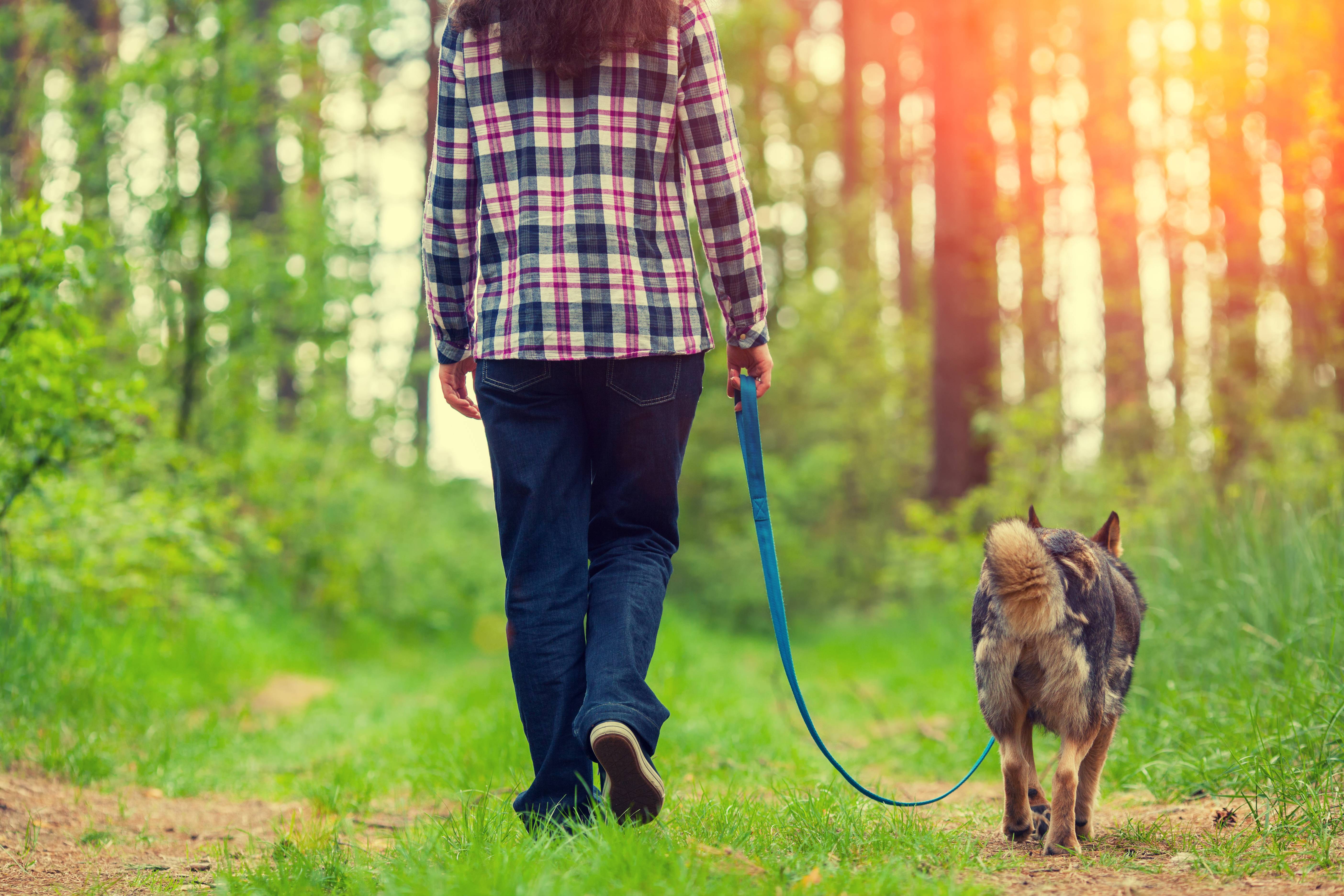 Сколько времени нужно гулять с собакой и как правильно это делать с поводком
