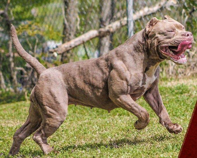 Самая сильная собака в мире: топ-10 наиболее мускулистых пород с наибольшей силой сжатия челюстей