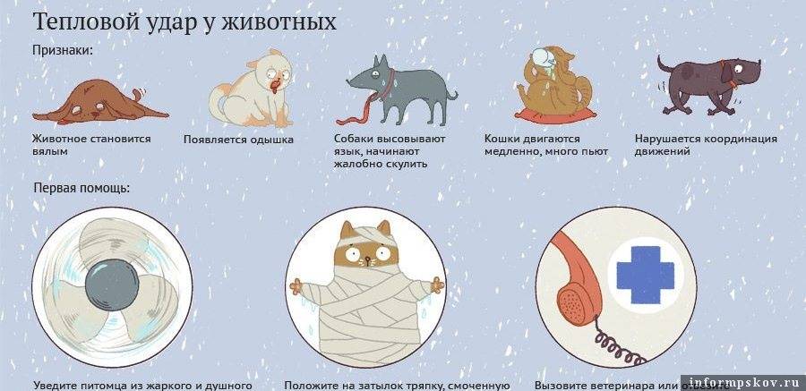Кошка отравилась — что делать? | | блог ветклиники "беланта"