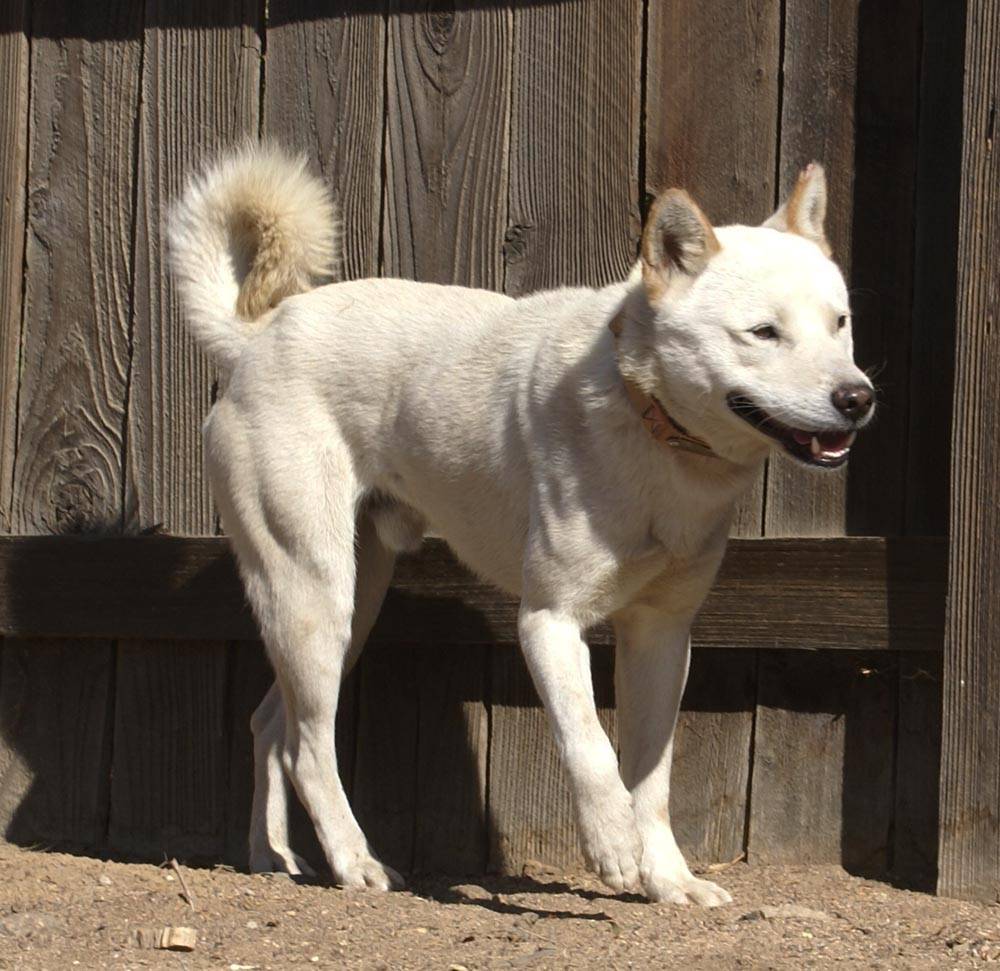 Японский хин - описание и характер собаки, воспитание щенков, содержание и кормление, отзывы владельцев