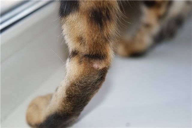 Признаки боли у кошек | ветеринарная клиника «соколиная гора»