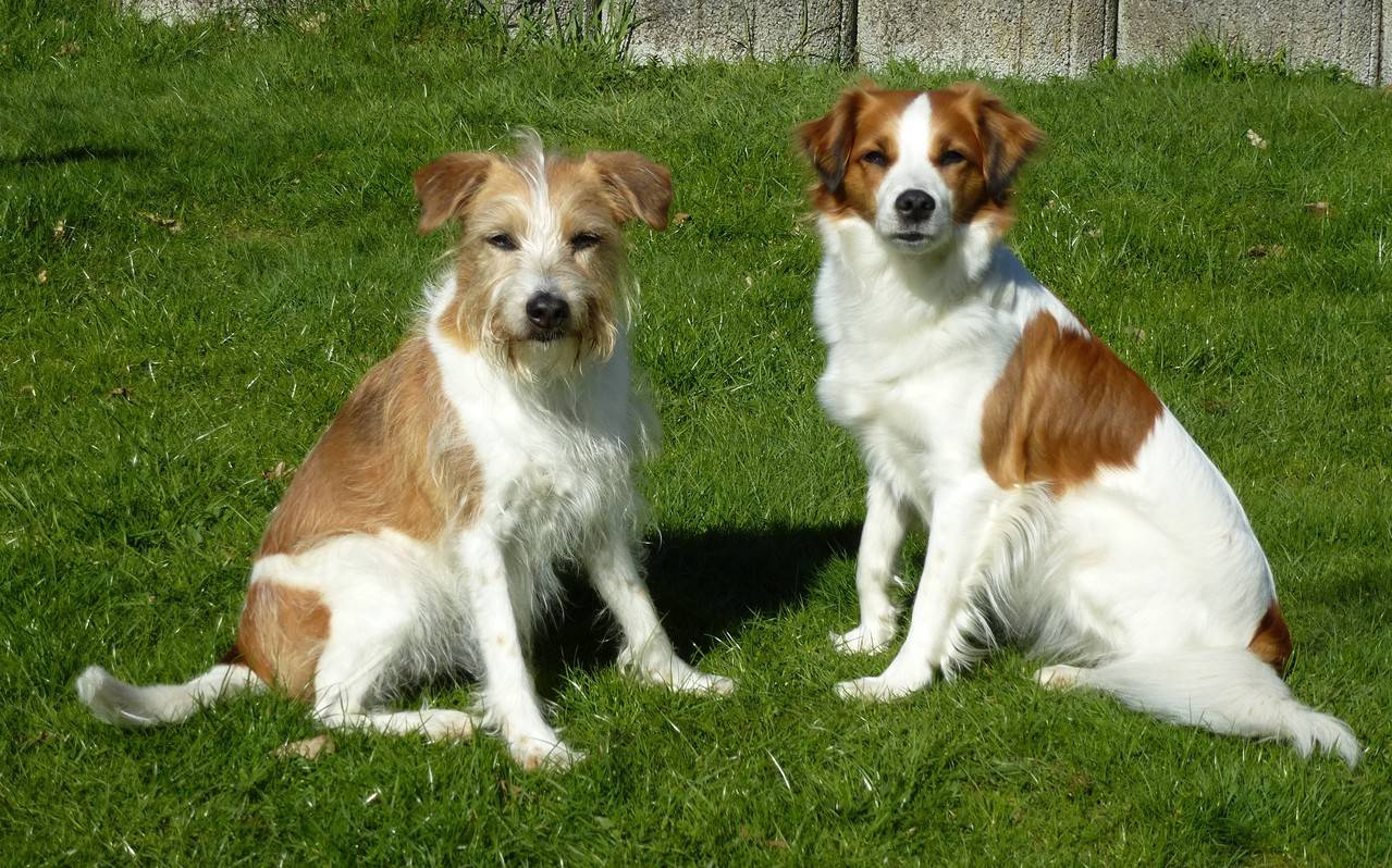 Алопекис – фото собаки, описание породы, цена щенка