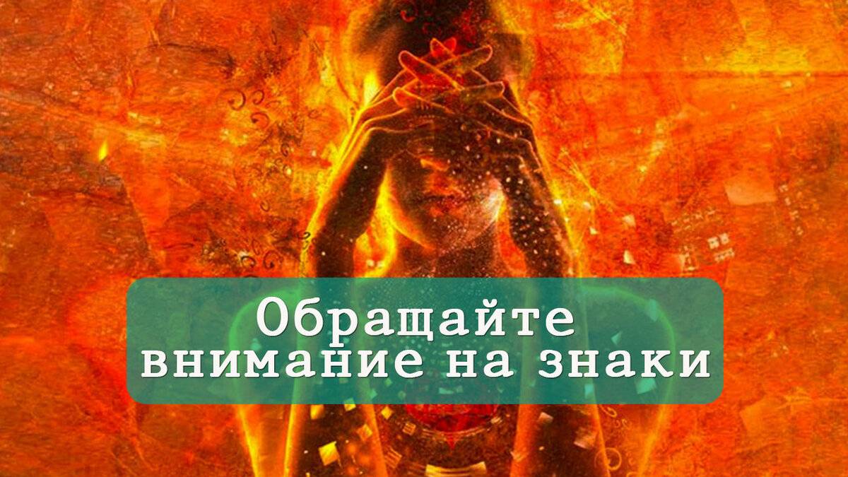 Язык тела кошек. как правильно понять, что хочет сказать питомец
