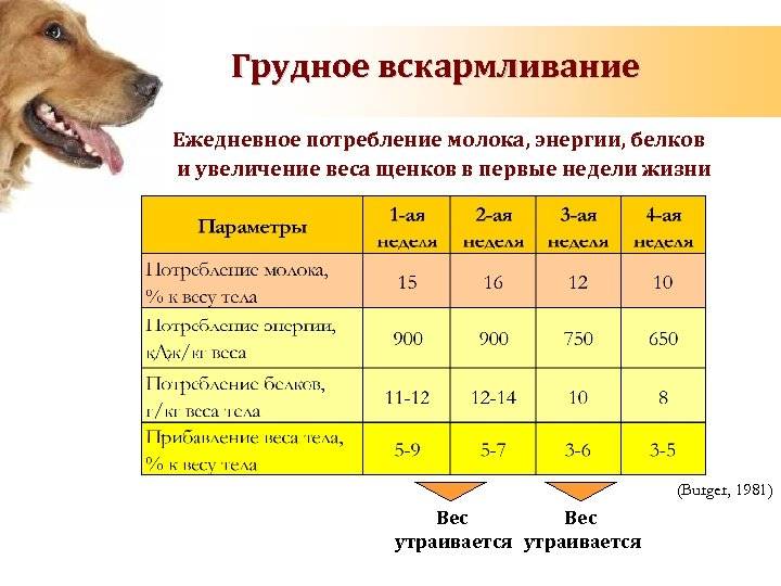 Продолжительность жизни собак породы лабрадор. сколько живут лабрадоры