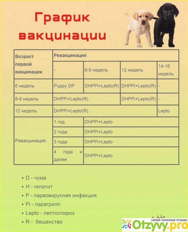 Когда глистогонить щенков: сроки, выбор препарата, особенности применения, отзывы - truehunter.ru