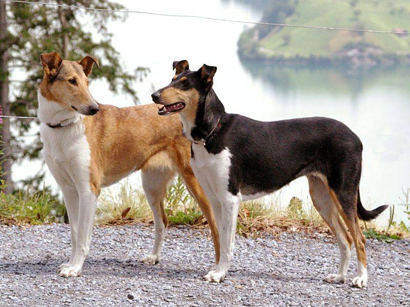 Колли собака — характеристика, особенности характера и дрессуры, уход и содержание, рацион + 80 фото